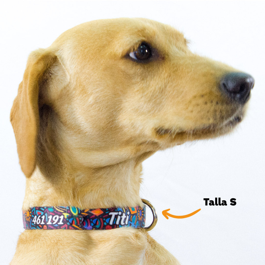 Collar personalizado para Mascota: Alebrije