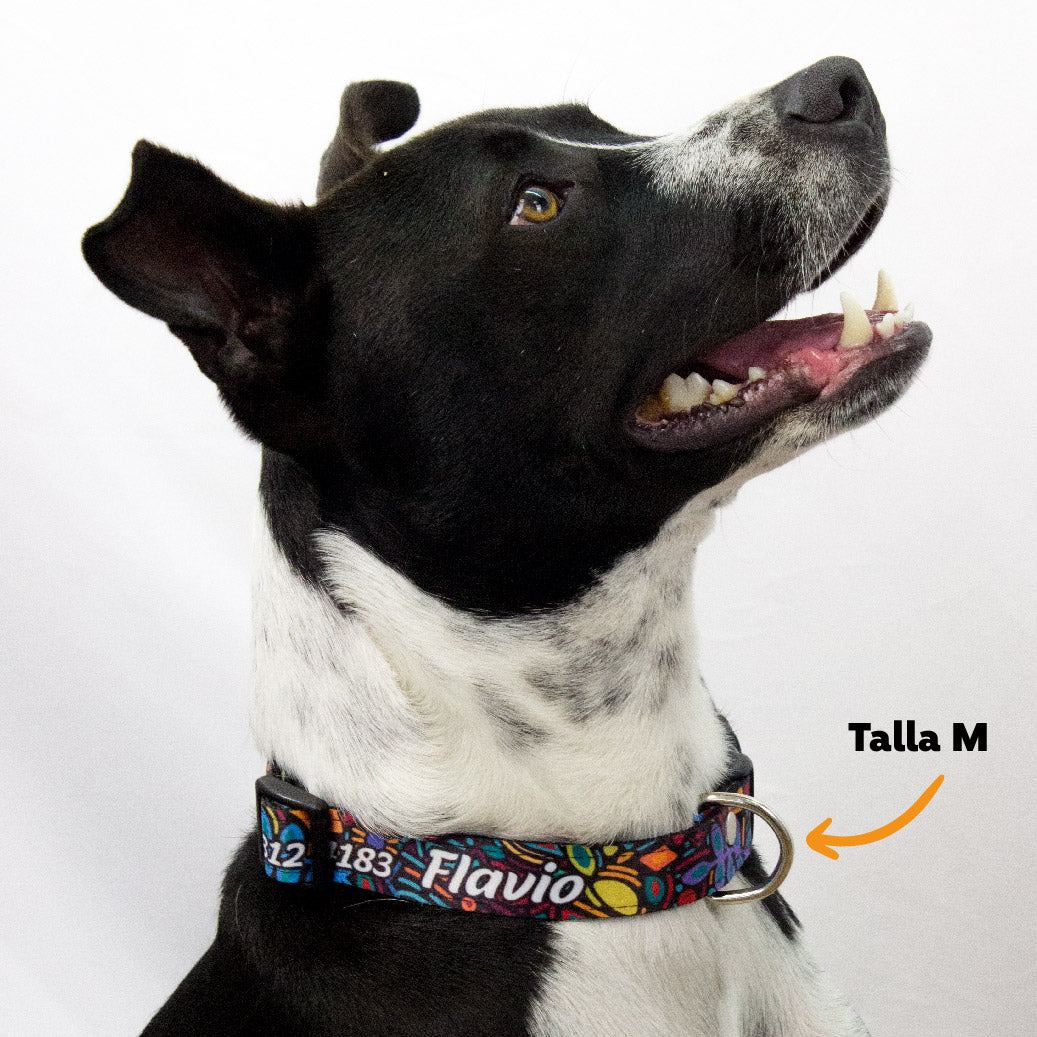 Collar personalizado para Mascota: Alebrije