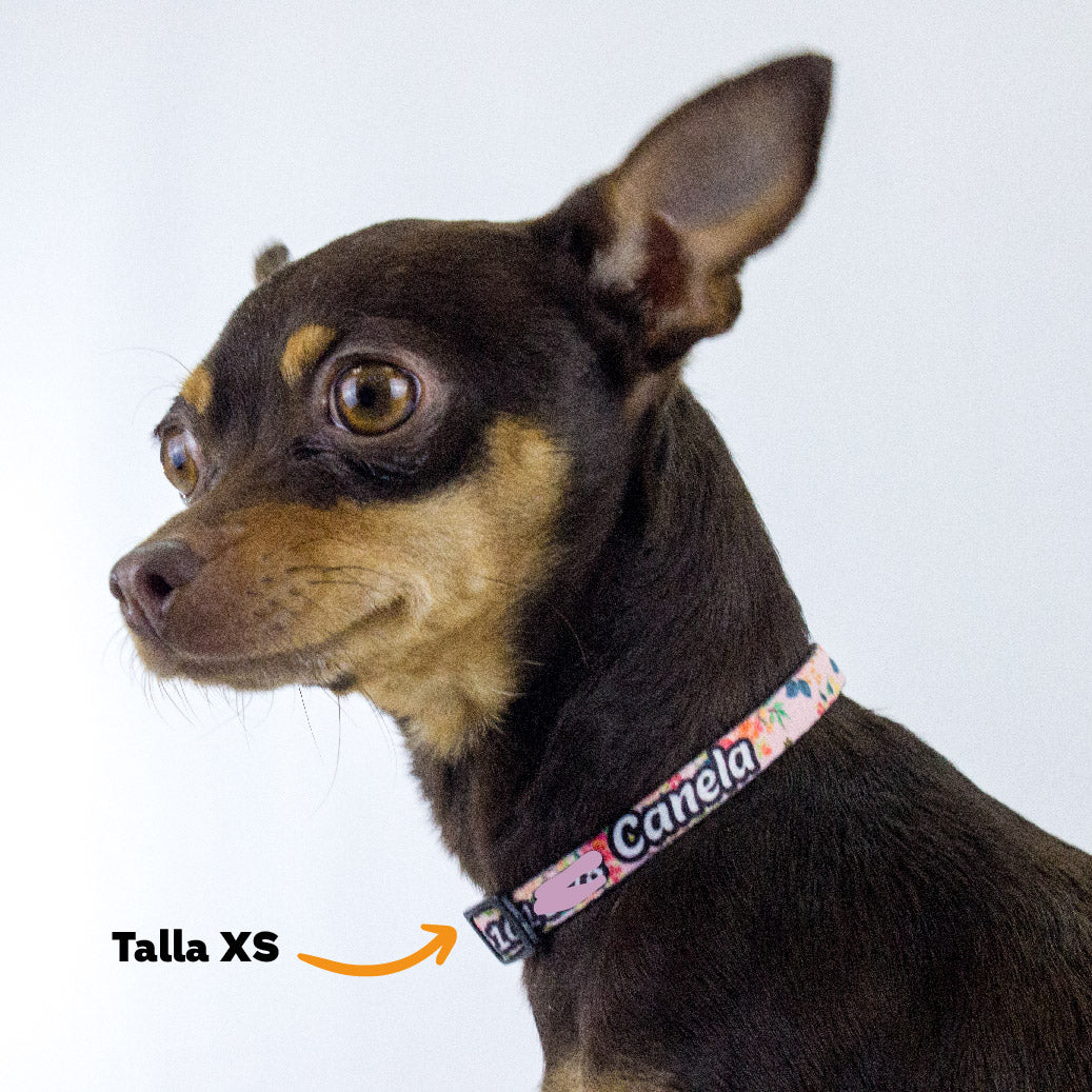 Collar personalizado para Mascota: Rosas