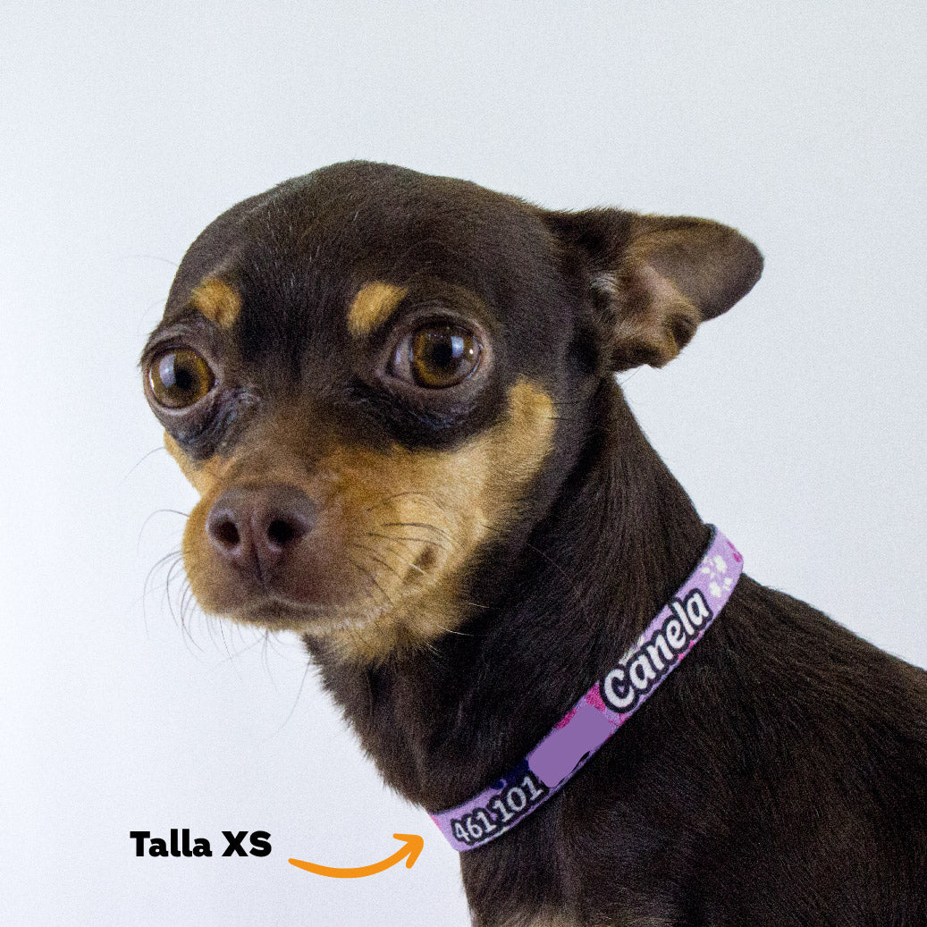 Collar personalizado para Mascota: Lila